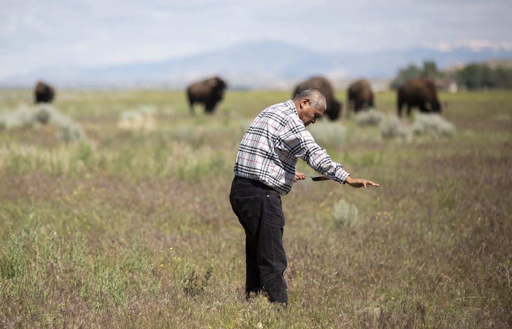 Buffalo